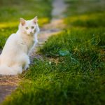 zastrupitve pri mačkah