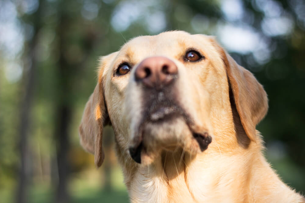 Po šestih urah dehidrirani labradorec Leo rešen z gore - Moj Pes