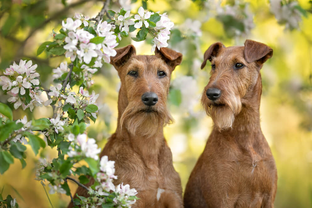 Irski terrier shop