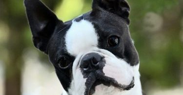 Bostonski terier: veseljak z velikimi očmi, ki očarajo vsakogar