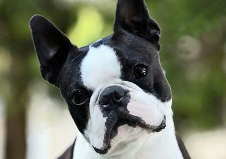 Bostonski terier: veseljak z velikimi očmi, ki očarajo vsakogar