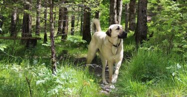 Anatolski pastirski pes, Karabaš, Akbaš, Kangal