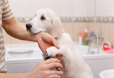 Nasveti za krajšanje pasjih krempljev: pazimo na živec!