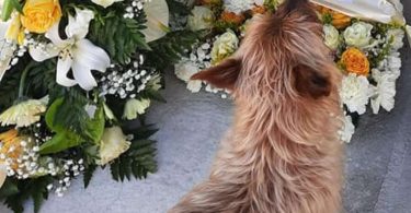 Kuža sam našel grob lastnika in se tja odpravil vsak dan