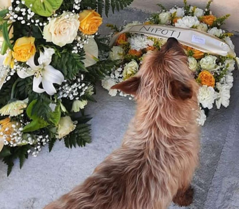 Kuža sam našel grob lastnika in se tja odpravil vsak dan