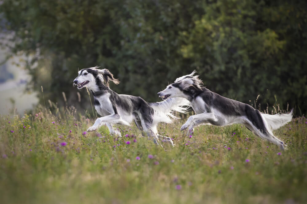Saluki perzijski greyhound pes
