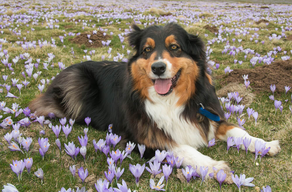 Spomladanske cvetlice, ki so strupene za pse in mačke - Moj Pes