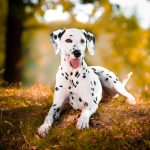 dalmatinec je nagnjen h gluhosti(1)