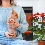 strupene rastline za pse