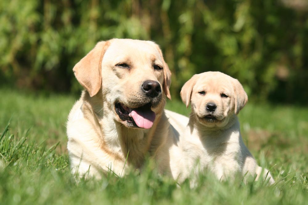 Labradorec – najbolj priljubljena pasma psov na svetu - Moj Pes