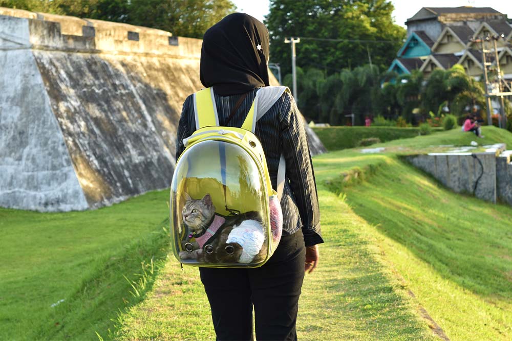 potovanje s psom ali mačko